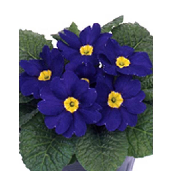 花の種 営利用 プリムラ ポリアンタ アプリ ブルー Ver2 1000粒 サカタのタネ 種苗 メール便発送 Vg ベジタブルガーデン ハラダ 通販 Yahoo ショッピング