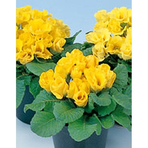 花の種 営利用 プリムラ ポリアンタ クラウディア イエローシェード 1000粒 サカタのタネ 種苗 メール便発送 Vg ベジタブルガーデン ハラダ 通販 Yahoo ショッピング