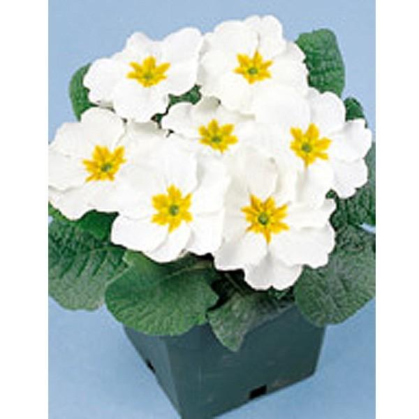 花の種 営利用 プリムラ ポリアンタ セブンティー ホワイトイエローアイ 1ml サカタのタネ 種苗 メール便発送 Vg ベジタブルガーデン ハラダ 通販 Yahoo ショッピング