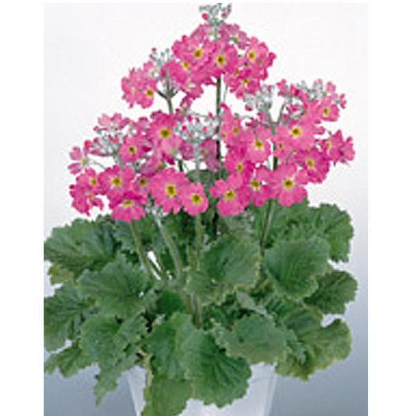 花の種 営利用 プリムラ マラコイデス うぐいす ローズ 1ml サカタのタネ 種苗 メール便発送 Vg ベジタブルガーデン ハラダ 通販 Yahoo ショッピング