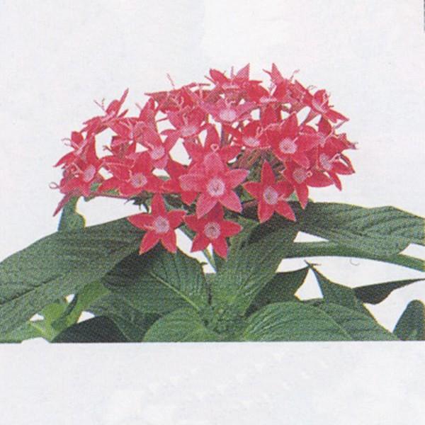 Ԃ̎icpjy^X OtBeB[ [Y 500 ybgq TJ^̃^l ci[֔j