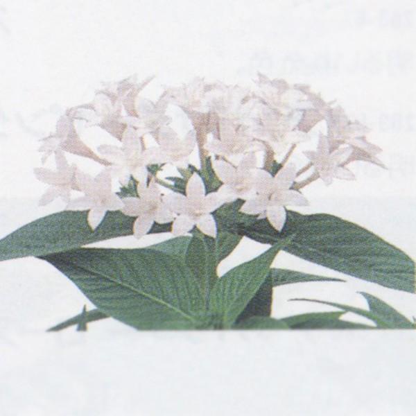 Ԃ̎icpjy^X OtBeB[ zCg 500 ybgq TJ^̃^l ci[֔j