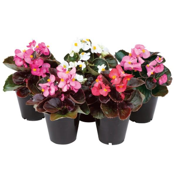 Ԃ̎icpjxSjA Zl^IQ ~bNX 1000 ybgq TJ^̃^l ci[֔j