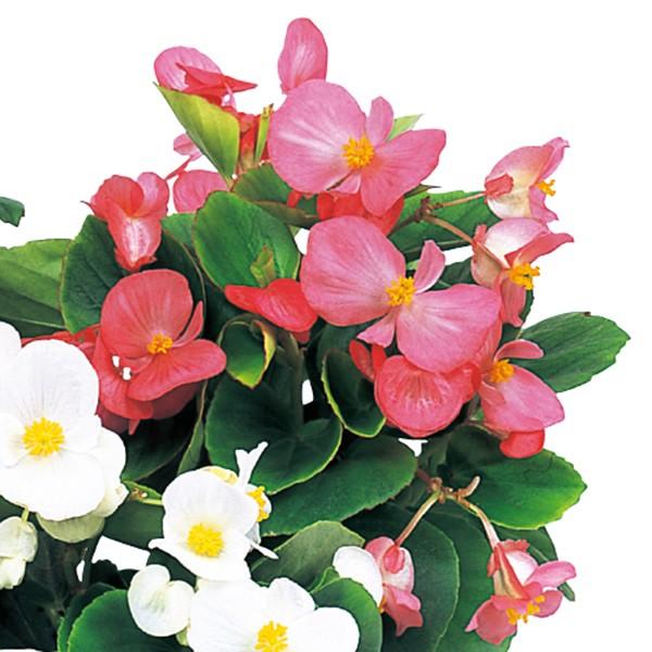 花の種 営利用 ベゴニア エンペラー ローズ 1000粒 ペレット種子 サカタのタネ 種苗 メール便発送 Vg ベジタブルガーデン ハラダ 通販 Yahoo ショッピング