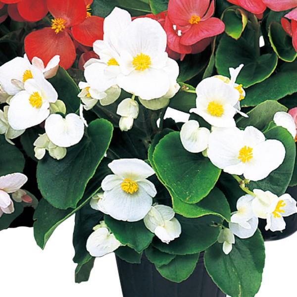 Ԃ̎icpjxSjA Gy[ zCg 1000 ybgq TJ^̃^l ci[֔j