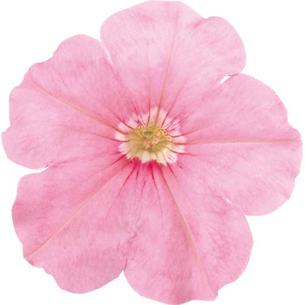 花の種 営利用 ペチュニア バカラ ライトサーモン 1000粒 ペレット種子 サカタのタネ 種苗 メール便発送 Vg043 ベジタブルガーデン ハラダ 通販 Yahoo ショッピング