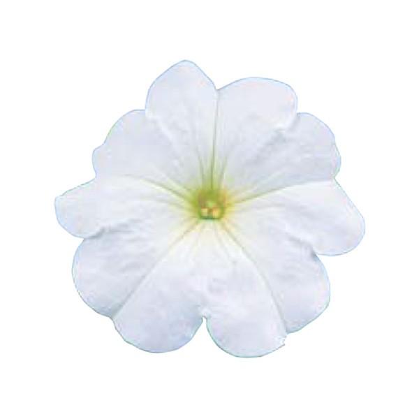 花の種 営利用 ペチュニア クリーピア R ホワイト Ver 2 1000粒 ペレット種子 サカタのタネ 種苗 メール便発送 Vg ベジタブルガーデン ハラダ 通販 Yahoo ショッピング