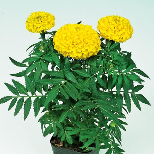 花の種 営利用 マリーゴールド プラウドマリー イエロー 1000粒 クリーンシード サカタのタネ 種苗 メール便発送 Vg ベジタブルガーデン ハラダ 通販 Yahoo ショッピング