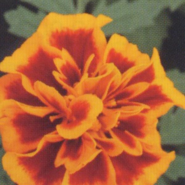 花の種 営利用 マリーゴールド ホットパック フレーム 1000粒 クリーンシード サカタのタネ 種苗 メール便発送 Vg047 ベジタブルガーデン ハラダ 通販 Yahoo ショッピング