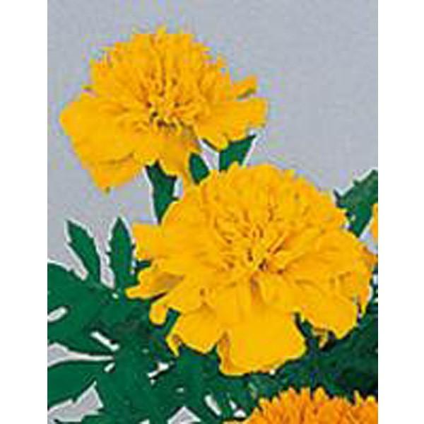 マリーゴールド出品 マリーゴールド フレンチ ホットパック シリーズ｜WEBカタログ｜未来