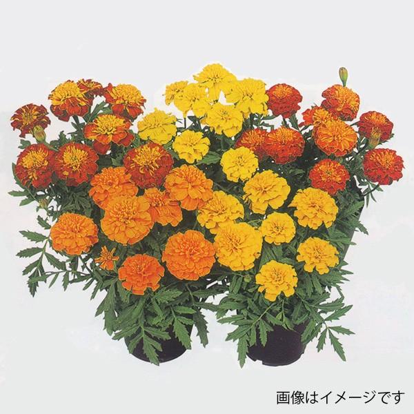 花の種（営利用）マリーゴールド ボナンザ 特選混合 1dl クリーン