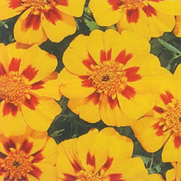 花の種 営利用 マリーゴールド ディスコ グラナダ 1000粒 クリーンシード サカタのタネ 種苗 メール便発送 Buyee Buyee Japanese Proxy Service Buy From Japan Bot Online