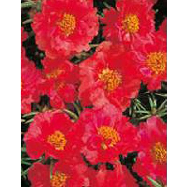 花の種 営利用 マツバボタン ポーチュラカ ソーラーキッズ スカーレット 1ml サカタのタネ 種苗 メール便発送 Vg ベジタブルガーデン ハラダ 通販 Yahoo ショッピング