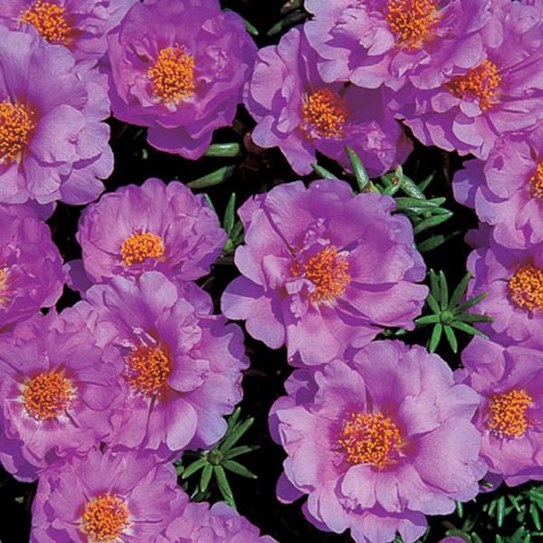 花の種 営利用 マツバボタン ポーチュラカ ソーラーキッズ ライトピンク 1ml サカタのタネ 種苗 メール便発送 Vg ベジタブルガーデン ハラダ 通販 Yahoo ショッピング