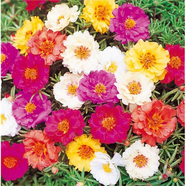 花の種 営利用 マツバボタン ポーチュラカ ソーラーキッズ 特選混合 1ml サカタのタネ 種苗 メール便発送 Vg ベジタブルガーデン ハラダ 通販 Yahoo ショッピング