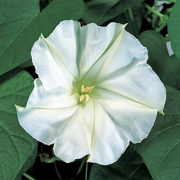 花の種 営利用 ヨルガオ 夕顔 白花夕顔 1l サカタのタネ 種苗 メール便発送 Vg ベジタブルガーデン ハラダ 通販 Yahoo ショッピング