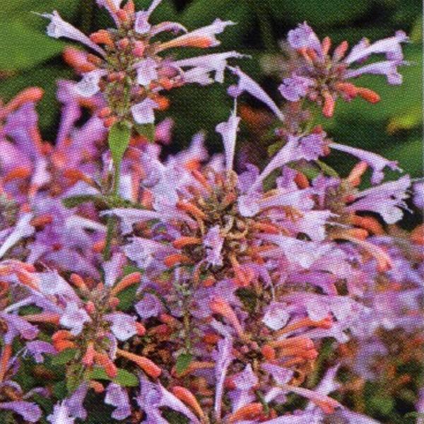 花の種（営利用）アガスターシャ アリゾナ サンセット 1000粒 タキイ