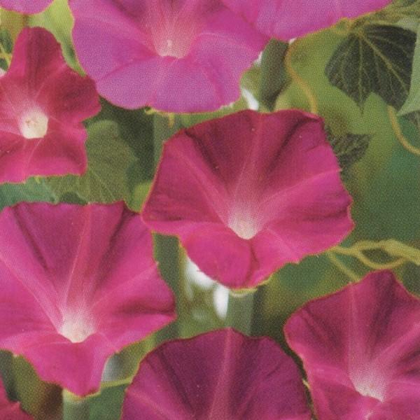 花の種（営利用）朝顔 西洋朝顔 スカーレット オハラ 1l タキイ種苗