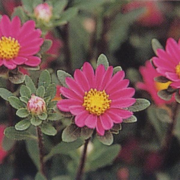 Ԃ̎icpjAWAX^[ ll [YCv 10ml ^LCci[֔j