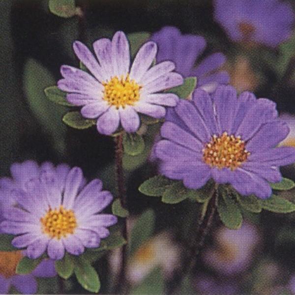 Ԃ̎icpjAWAX^[ ll u[tXg 10ml ^LCci[֔j