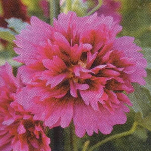 花の種 営利用 アルセア スプリングセレブリティーズ パーブル 1000粒 タキイ種苗 メール便発送 Vg ベジタブルガーデン ハラダ 通販 Yahoo ショッピング