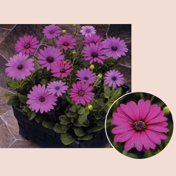 Ԃ̎icpjIXeIXy} pbV p[viTF-571j10ml ^LCci[֔j