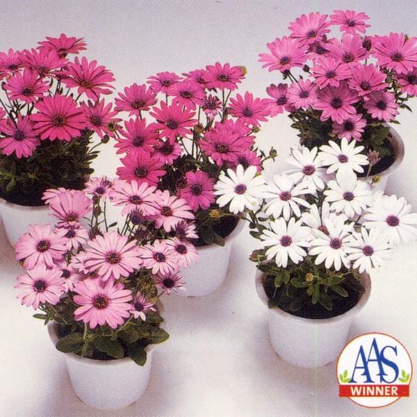 Ԃ̎icpjIXeIXy} pbV ~bNX 1dl ^LCc