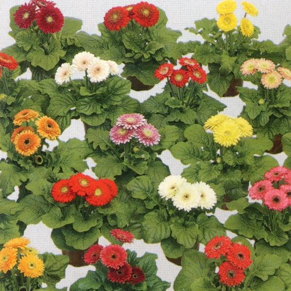 花の種 営利用 ガーベラ F1サンデイズ マイクロ ミックス 500粒 タキイ種苗 メール便発送 Vg ベジタブルガーデン ハラダ 通販 Yahoo ショッピング