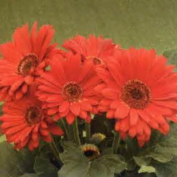 ガーベラ 種の人気商品 通販 価格比較 価格 Com