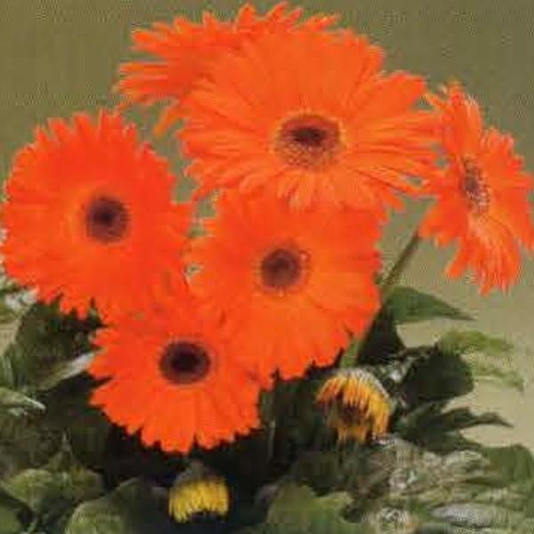 ガーベラ 種の人気商品 通販 価格比較 価格 Com