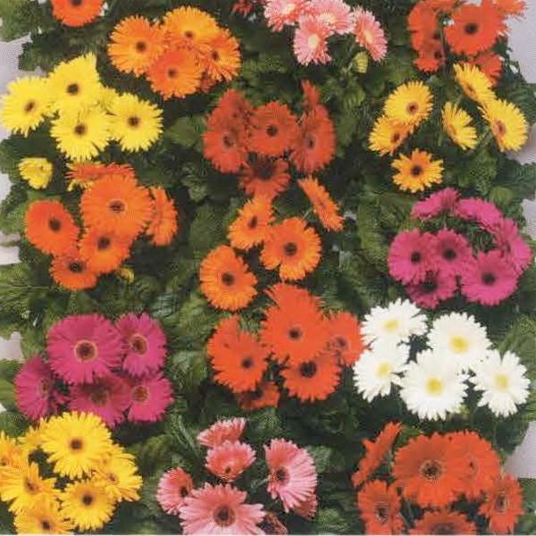 ガーベラ 種の人気商品 通販 価格比較 価格 Com