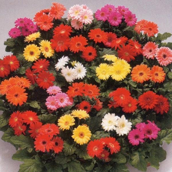 ガーベラ 種の人気商品 通販 価格比較 価格 Com