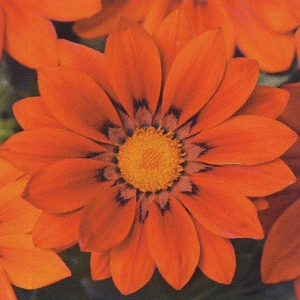 Ԃ̎icpjKUjA F1j[fC bhVF[h 1000 R[gq ^LCci[֔j