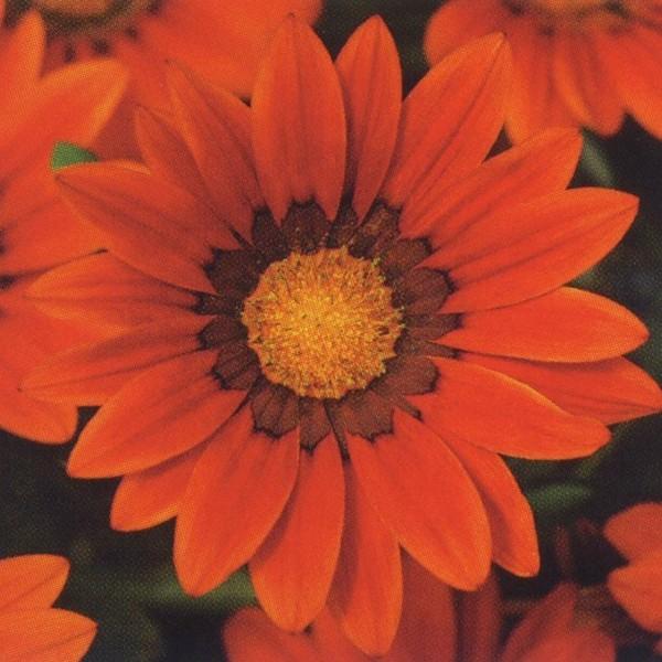 Ԃ̎icpjKUjA F1j[fC uYVF[h 1000 R[gq ^LCci[֔j