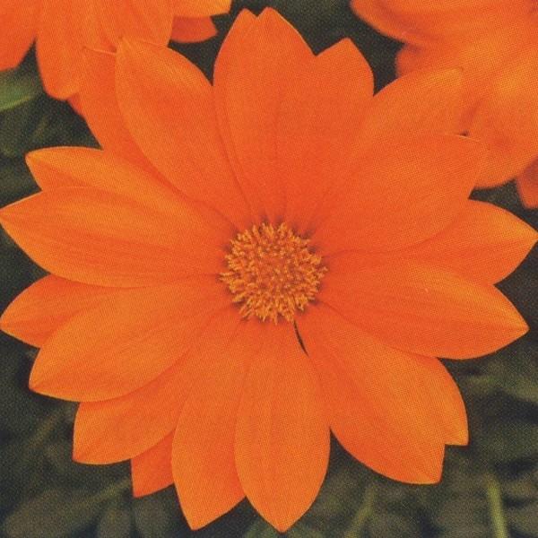 Ԃ̎icpjKUjA F1j[fC NAIW 1000 R[gq ^LCci[֔j