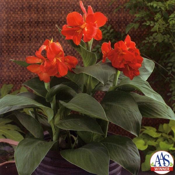 花の種 営利用 カンナ F1サウスパシフイツク スカーレット 1dl 10 タキイ種苗 Vg ベジタブルガーデン ハラダ 通販 Yahoo ショッピング