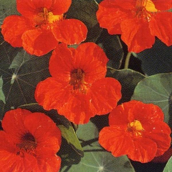 花の種 営利用 金蓮花 チップトップ スカーレット 1dl タキイ種苗 メール便発送 Vg ベジタブルガーデン ハラダ 通販 Yahoo ショッピング