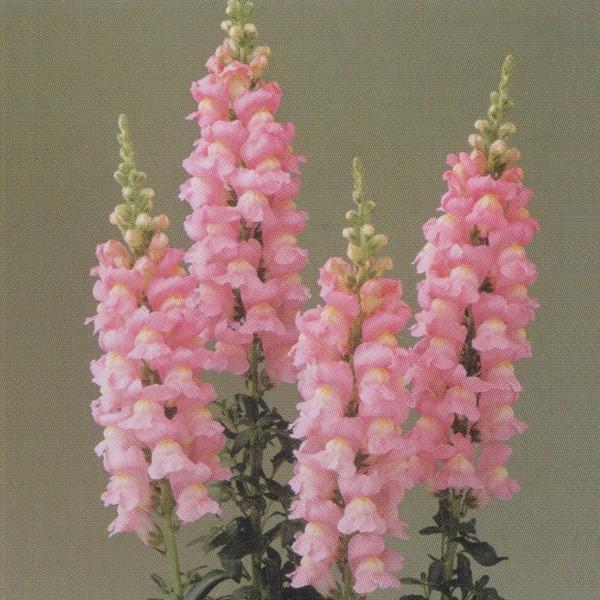 花の種（営利用）金魚草 高性種 F1レジェ ピンク 1000粒 タキイ種苗