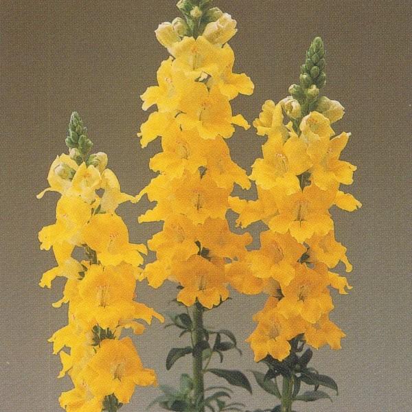 Ԃ̎icpj yXe炫 F1̓ CG[Cv 1ml×10 ^LCc