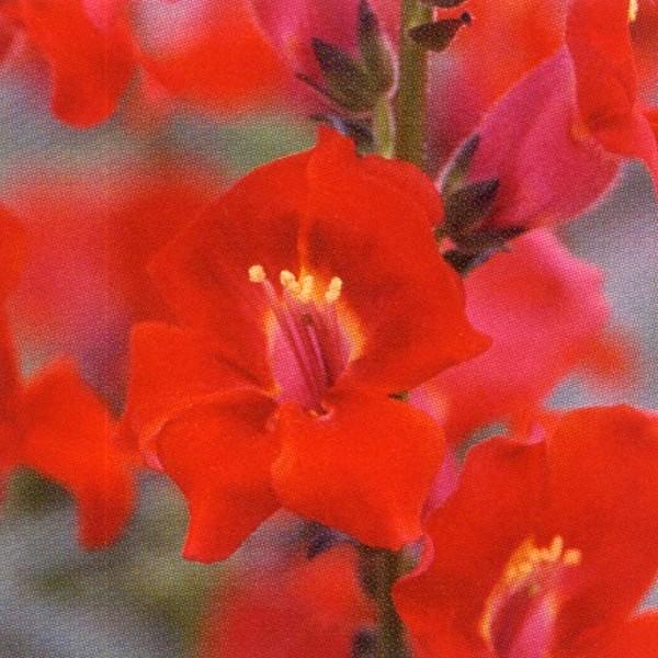 Ԃ̎icpj yXe炫 F1̓ xxbg 1ml×10 ^LCc