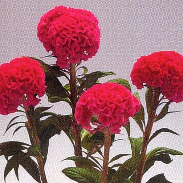 花の種 営利用 けいとう とさか種 久留米 有明 10ml タキイ種苗 メール便発送 Vg ベジタブルガーデン ハラダ 通販 Yahoo ショッピング