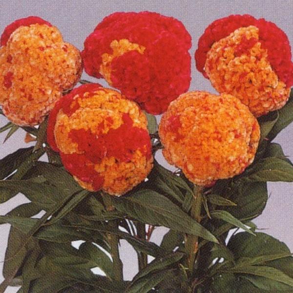 花の種（営利用）けいとう とさか種 久留米 コロナ 10ml×10 タキイ種苗