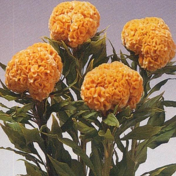 花の種（営利用）けいとう とさか種 久留米 ゴールド 10ml×10 タキイ