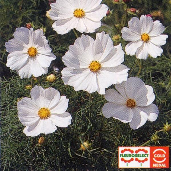 花の種（営利用）コスモス 矮性種 ソナタ ホワイト 1000粒 タキイ種苗 