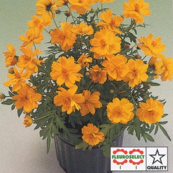 花の種（営利用）コスモス 矮性種 コスミック イエロー 1000粒 タキイ