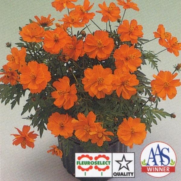 Ԃ̎icpjRXX ␫ RX~bN IW 1000 ^LCci[֔j