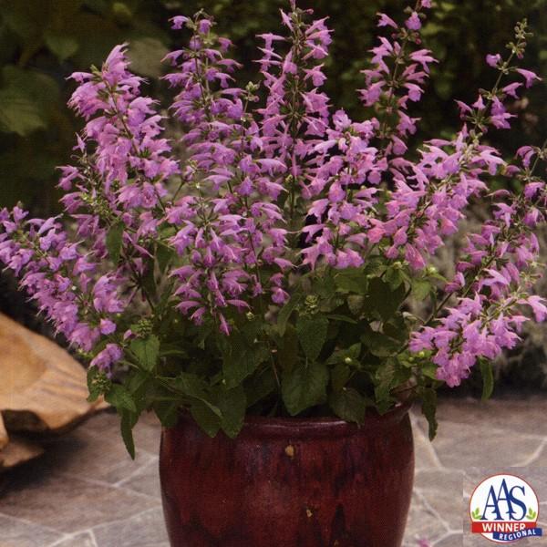 Ԃ̎icpjTrA RNVlA tWvRiTL-758j1ml ^LCci[֔j