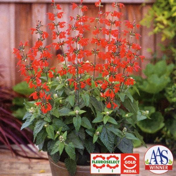 Ԃ̎icpjTrA RNVlA AJvR 1ml ^LCci[֔j