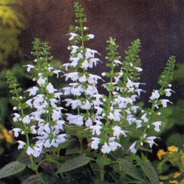 Ԃ̎icpjTrA RNVlA Xm[jt 10ml ^LCci[֔j