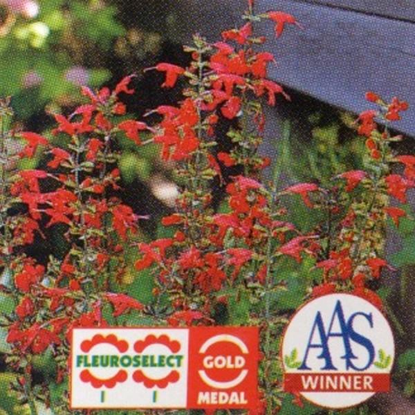 Ԃ̎icpjTrA RNVlA fBC bh 1ml ^LCci[֔j